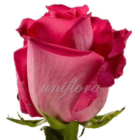 Роза сорта "Топаз"