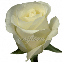 Роза сорта "Амелия"