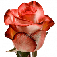 Роза сорта "Блаш"