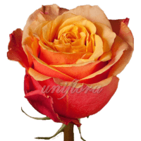 Роза сорта "Черри брэнди"