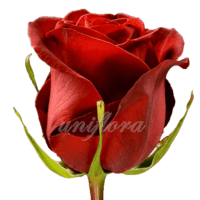 Роза сорта "Форевер янг"