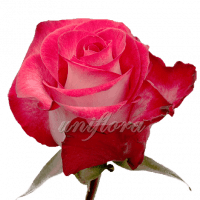 Роза сорта "Ривьера"