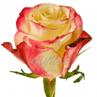 Роза сорта "Свитнес"