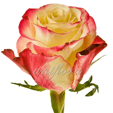 Роза сорта "Свитнес"