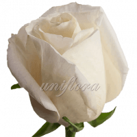 Роза сорта "Белый шоколад"