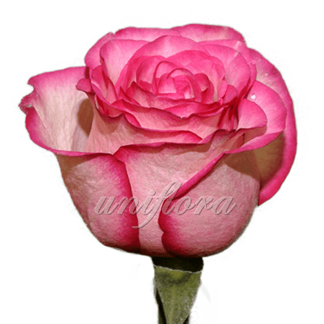 Роза сорта "Карусель"