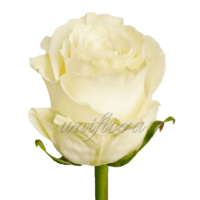 Роза сорта "Мондиаль"
