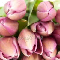 Тюльпан нежно-розовый