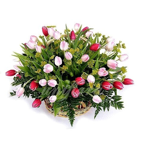 Корзина с 51 тюльпаном в красном и розовом цвете