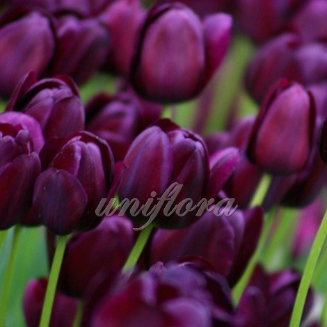Тюльпан темно-фиолетовый
