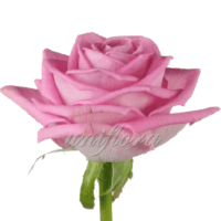 Роза сорта «Аква»