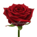 Доставка цветов и букетов по Киеву - «UniFlora»
