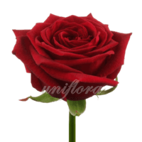 Роза сорта «Гран при»