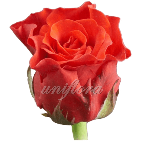 Роза сорта «Эль торо»
