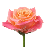 Роза сорта «Мисс Пигги»