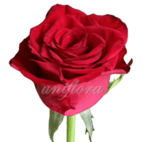 Роза сорта «Престиж»
