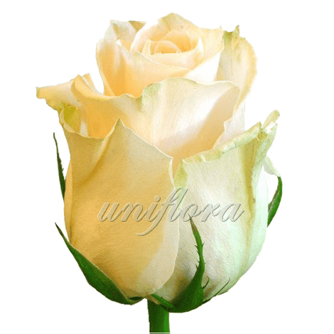 Роза сорта «Талея»