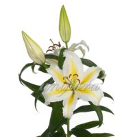 Желто-белая лилия