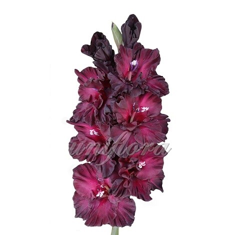 Пурпурный гладиолус