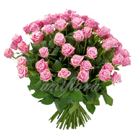 Букет из 65 розовых роз | Аква (укр)