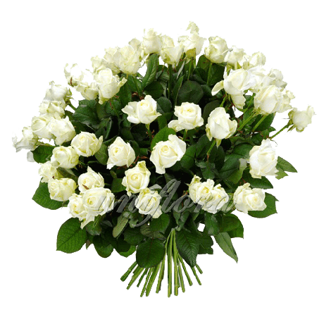 Букет из 59 белых роз | Акито (укр)