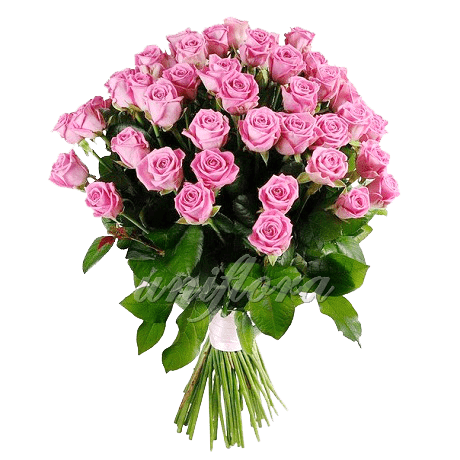 Букет из 75 розовых роз | Аква (укр)