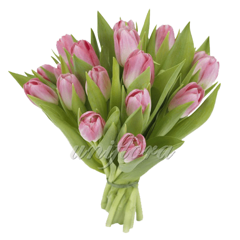 Букет из 19 розовых тюльпанов