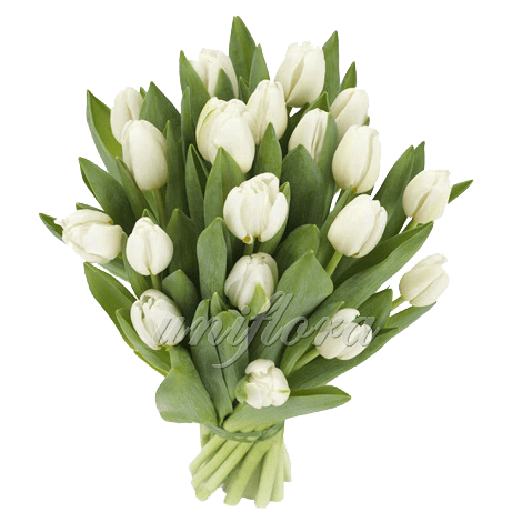Букет из 21 белого тюльпана