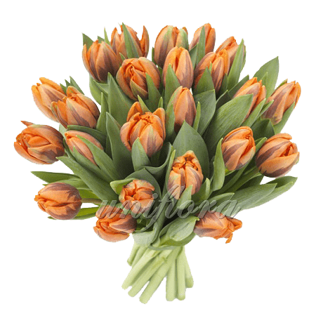 Букет из 21 пионовидного оранжевого тюльпана