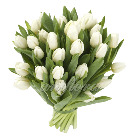 Букет из 31 белого тюльпана