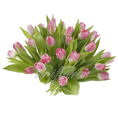 Букет из 31 розового тюльпана