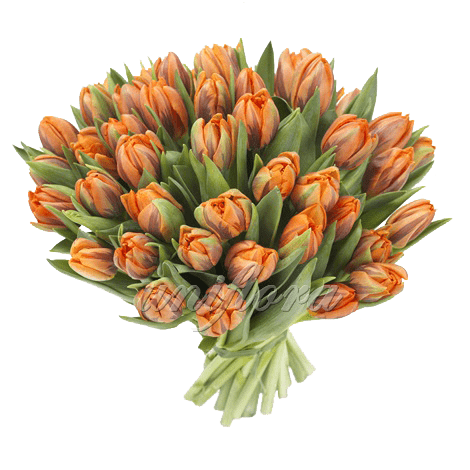 Букет из 51 пионовидного оранжевого тюльпана