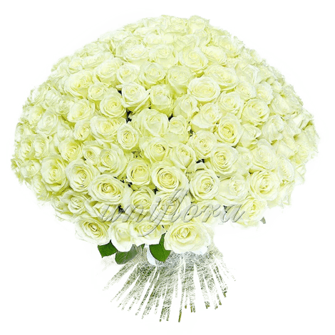 Букет из 201 белой розы | Аваланш (укр)