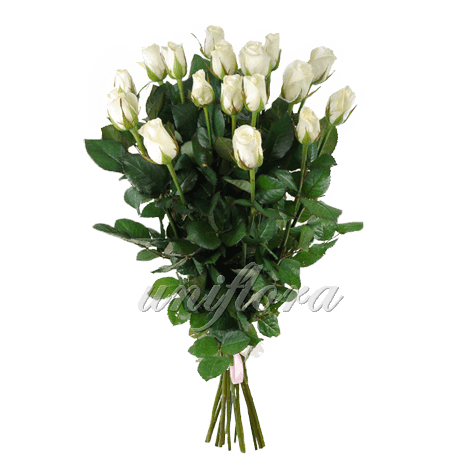 Букет из 19 белых роз | Акито (укр)