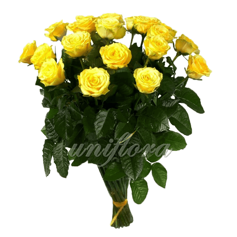 Букет из 25 желтых роз | Илиос (укр)