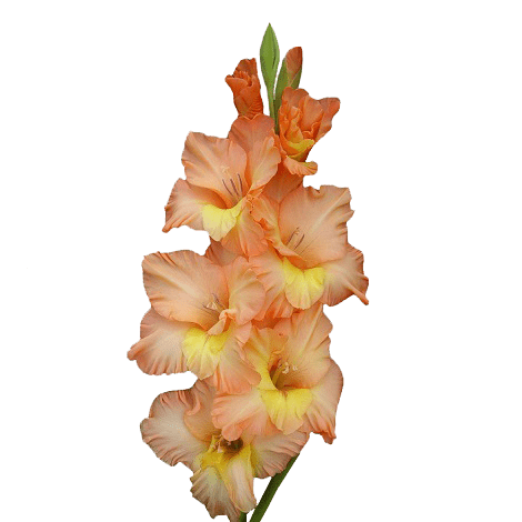 Персиковый гладиоус