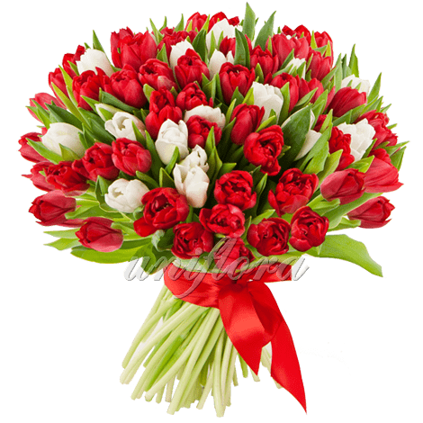 Букет 101 тюльпанов микс красных и белых