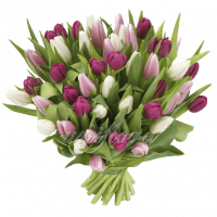 Букет тюльпанов микс бело-розово фиолетовый