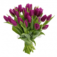 Букет тюльпанов фиолетовых