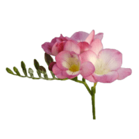 Фрезия розовая