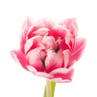 пионовидный розово-белый