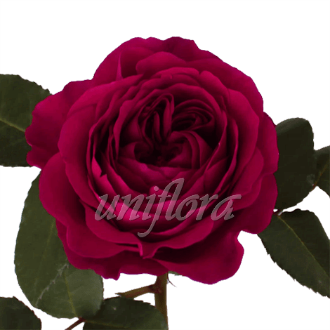 Пионовидная роза "Sangria"