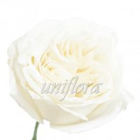 Пионовидная роза "Белая"