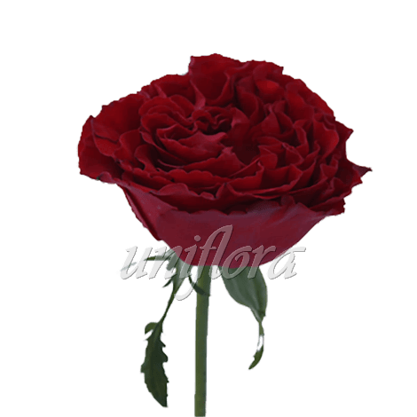 Пионовидная роза "Бордовая"