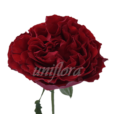 Пионовидная роза "Бордовая"