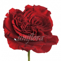 Пионовидная роза "Красная"