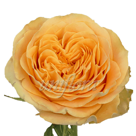 Пионовидная роза "Оранжевая"