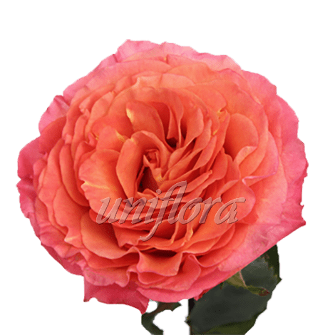 Пионовидная роза "Оранжево-розовая"