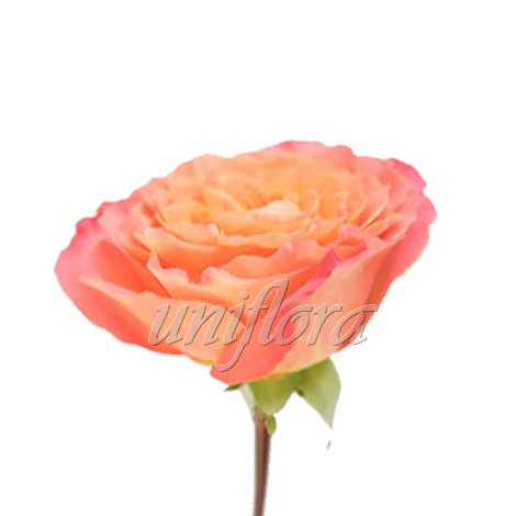 Пионовидная роза "Оранжево-розовая"