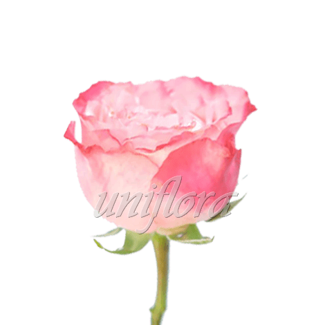 Пионовидная роза "Розовая"